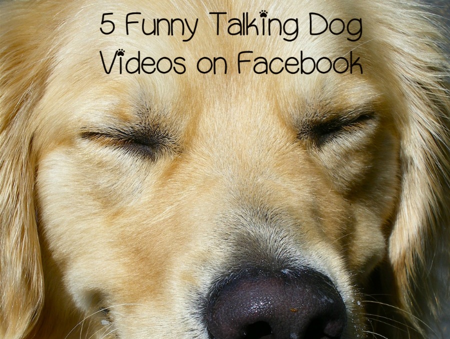 5 Funny Talking Dog Videos on Facebook - DogVills