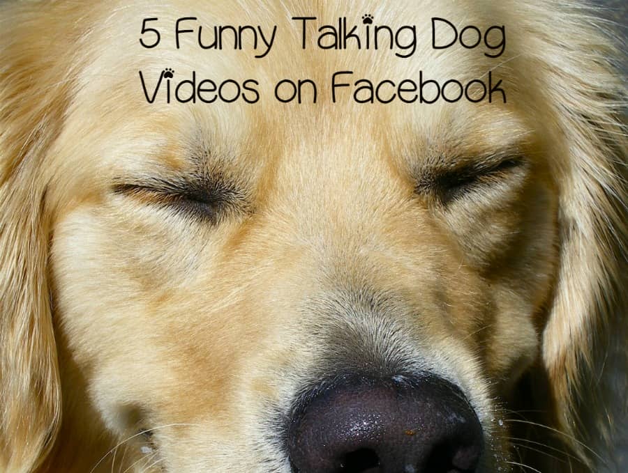 5 Funny Talking Dog Videos on Facebook - DogVills 5 Funny Talking Dog Videos on Facebook - DogVills
