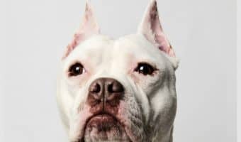 When it comes to funny talking dog videos, pitbull dogs are among my favorite to watch! Check out these five hilarious clips featuring the lovable pups!