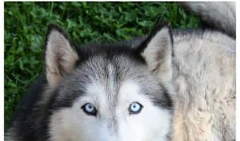Nothing brightens a dreary morning better than one of these funny talking dog videos on YouTube! Check them out and start your day with laughter!