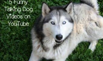 Nothing brightens a dreary morning better than one of these funny talking dog videos on YouTube! Check them out and start your day with laughter!