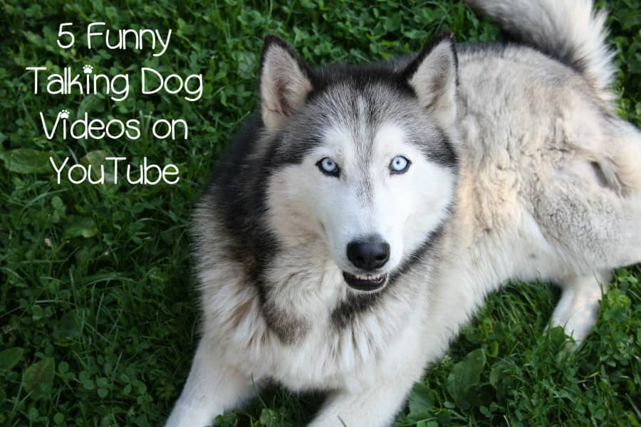 5 Funny Talking Dog Videos on YouTube - DogVills 5 Funny Talking Dog Videos on YouTube - DogVills