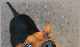 Check out our dog health tips to help teething puppies relieve their aching gums and stop your pooch from chewing everything in sight!
