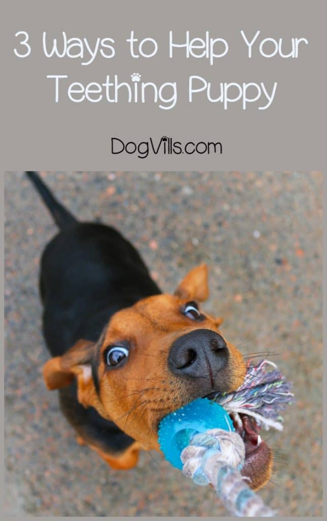 What is the Best Way to Help Teething Puppies?