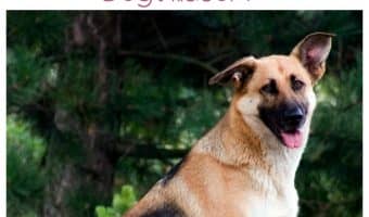 How much time will you have with your German Shepherd? Find out the life expectancy, plus dog health tips to help get the most out of those years.