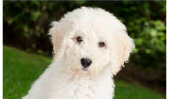 How Should a Labradoodle Puppy Be Trained? With loads of patience! Check out our dog training tips for this goofball breed!