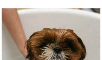 Can you really kill fleas by just drowning them? Find out if this old wives tale actually works, then get dog health tips for the best way to get rid of fleas.