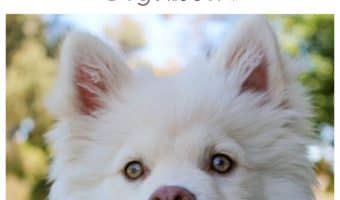 Looking for cool male dog names for your newly adopted pup? Check out our favorites inspired by movie characters!