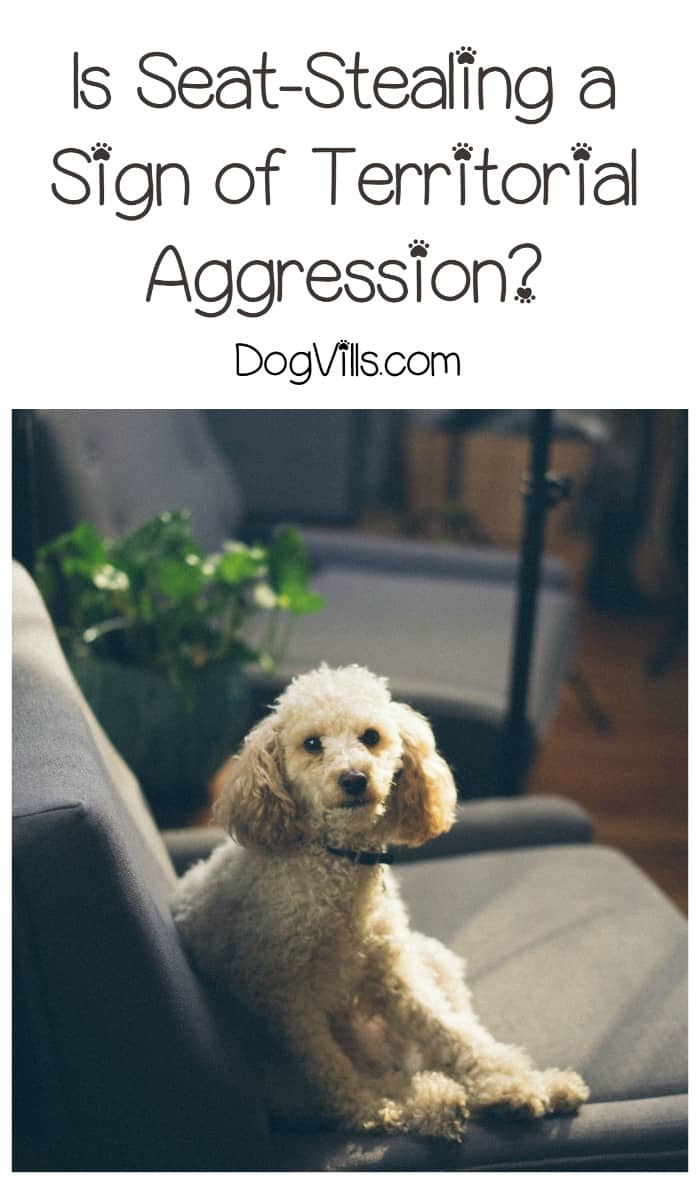 Seat Stealing Is It a Sign of Territorial Aggression? DogVills