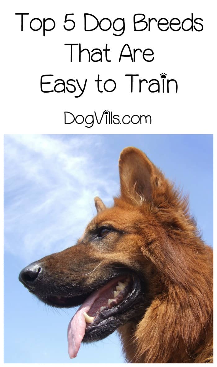 what is the best way to house train a dog - 28 images ...