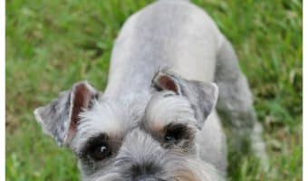 What is the best thing about having a dog? We'll tell you our favorite things, then you chime in with what you love about man's best friend!