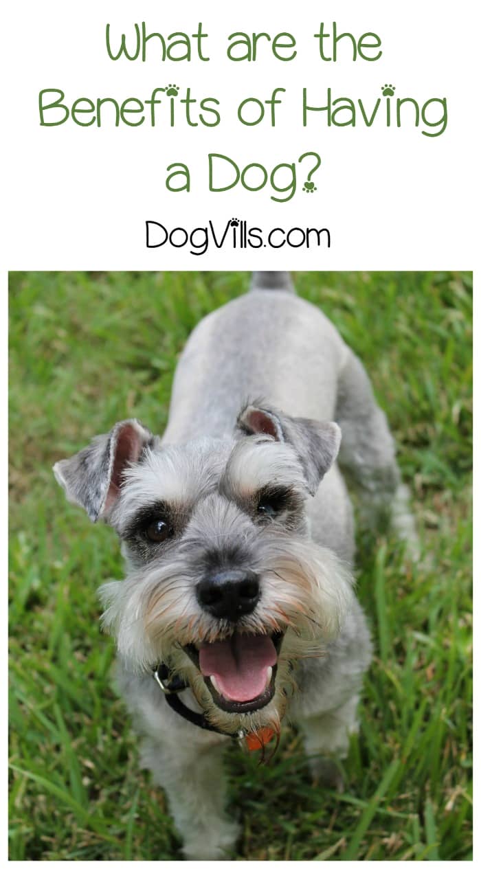 What is the Best Thing About Having a Dog? DogVills