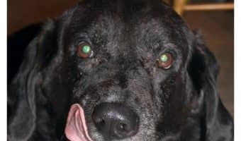 What should you look for when shopping for a healthy dog food? Check out our tips! Plus, have you heard the good news? Only Natural Pet is available at PetSmart!