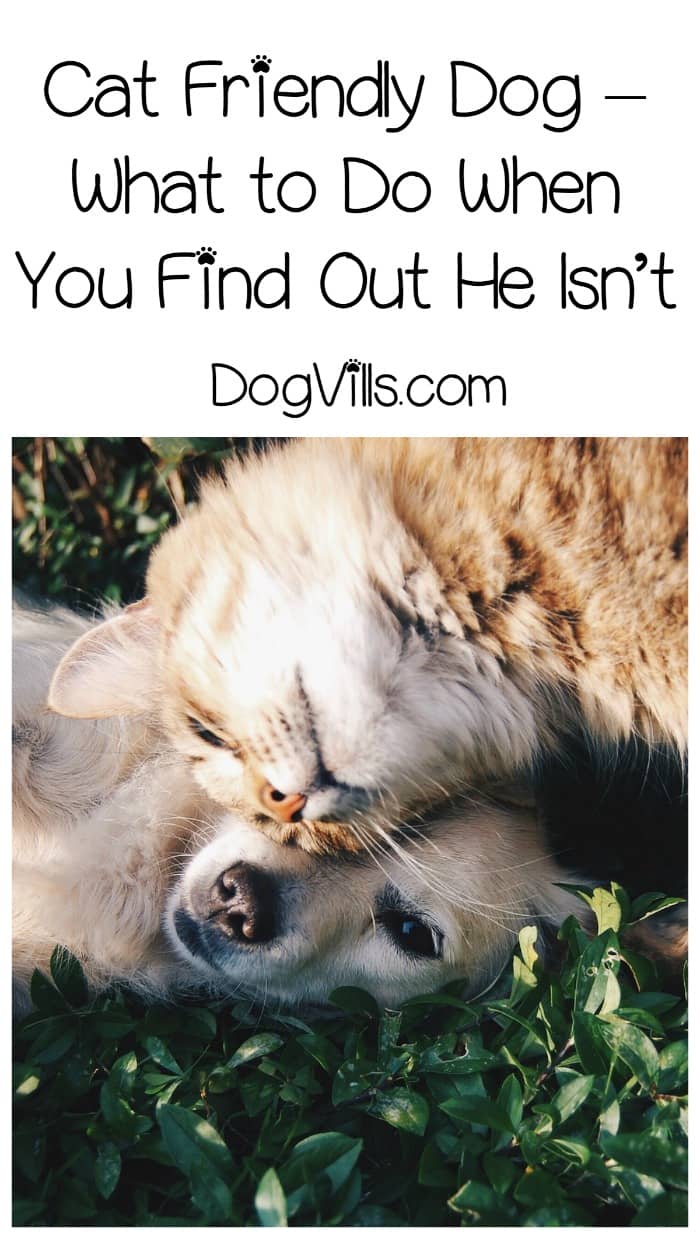 What Do You Do When You Find Out Your Dog Isn’t CatFriendly?