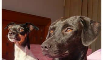 How do you deal with separation anxiety in dogs? Check out our dog training tips to find out!