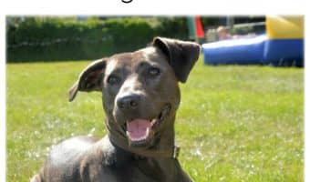Got a loud pooch? Check out these tips to curb barking in dogs!