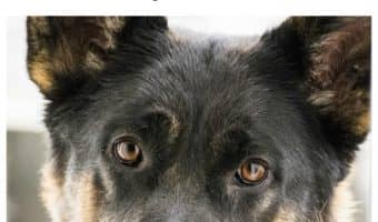 Can dogs learn yes and no? Can they really understand the meaning behind the words? Find out the answer