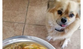 Looking for a homemade dog food recipe that doesn’t take a ton of time to whip up? Try this crockpot chicken!