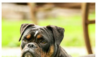 Can you deworm your heavily pregnant dog at home? Short answer: no. Find out why it’s so important to get help from a pro when it comes to deworming dogs!!