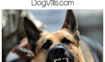 What do you do when your dog bites your child? Learn about what behavior provokes a dog attack and how best to handle it.