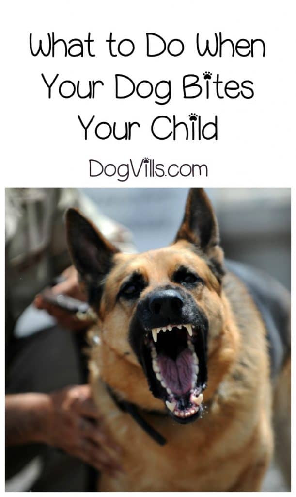 Dog Attack - What to Do When Your Dog Bites Your Child - DogVills