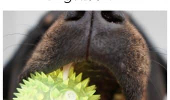 Wondering “what should I do when my dog starts losing his teeth?” Find out what- if anything- you need to be doing!