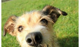 We love funny talking dog videos as much as these pups love their bacon! Check out 5 hilarious clips of dogs begging for their favorite meaty goodness!