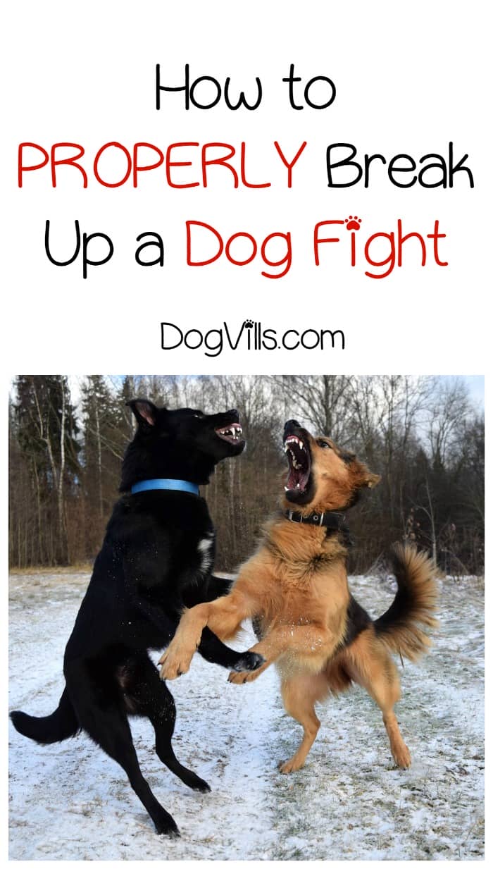 How Do You Break Up a Dog Fight the RIGHT Way?