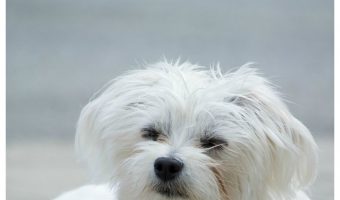 Looking for the top longest living dog breeds? Check out 13 breeds that have an average life expectancy of up to 15 years or more!