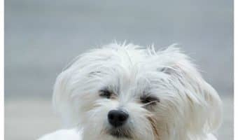 Looking for the top longest living dog breeds? Check out 13 breeds that have an average life expectancy of up to 15 years or more!