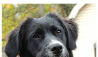 Planning on using adjustable no-pull dog harnesses in your training? Check out these four great pics, along with dog training tips to go with them!