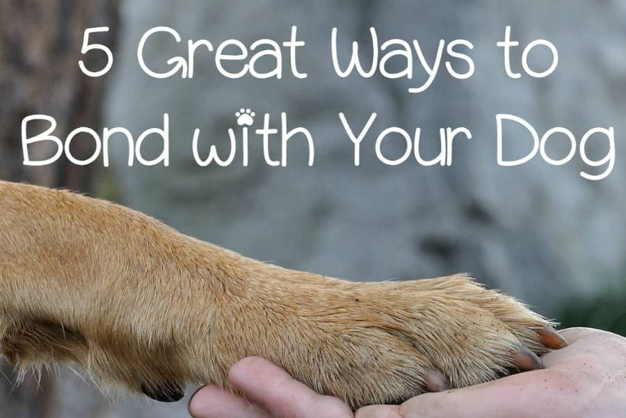 dog bond ways dogvills