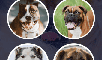 Is it safe if a dog licks your face? While the risks are incredibly minimal, there are a few caveats. Read on to find out the potential hazards of doggy kisses!