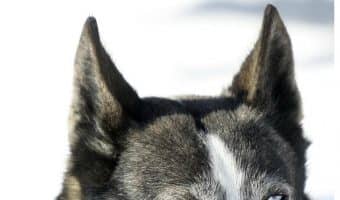 Are huskies cat killers? You wouldn’t believe how many people think they are! Check out the answer, plus dog training tips to keep your pets getting along.