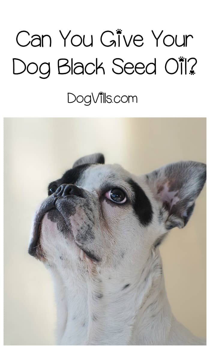 Can You Give a Dog Black Seed Oil? - DogVills