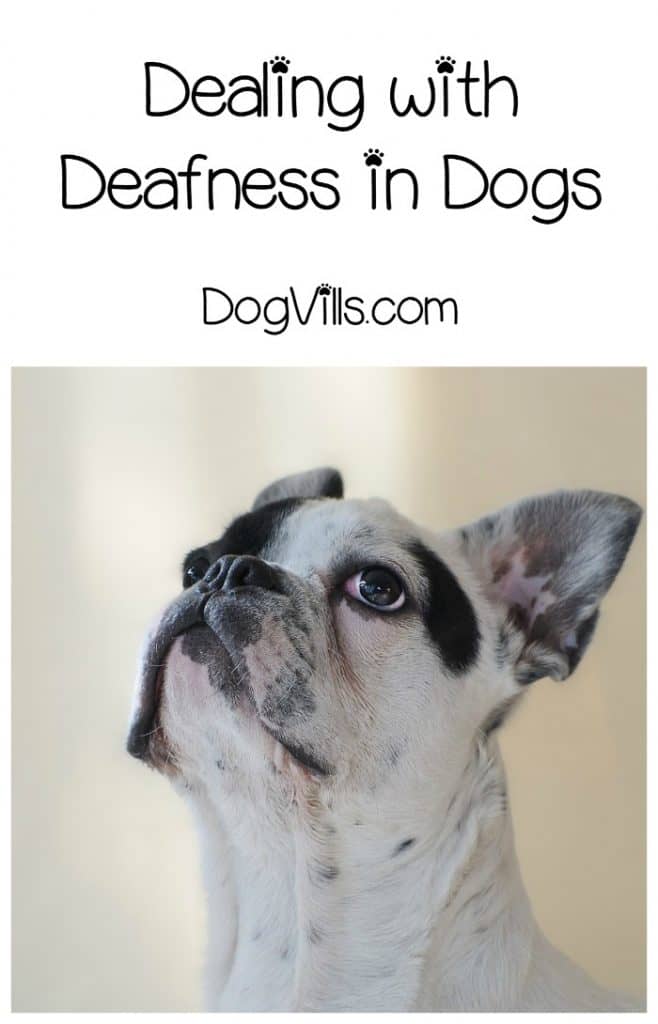 How Do I Know If My Dog Is Going Deaf & How Can I Help?