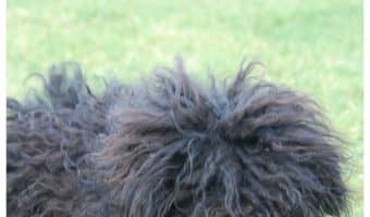 How do you detangle dog hair the easy way? Check out these three simple techniques to get rid of all those mats & get Fido looking great again!