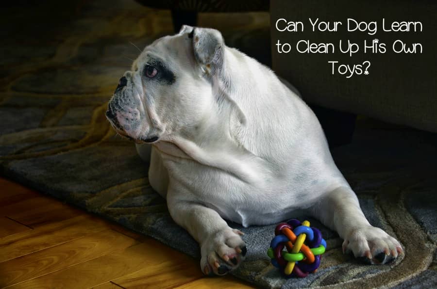 Training Tips Can a Dog Clean Up His Toys? DogVills