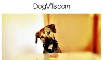 How do I know if my dog is hungry? Am I underfeeding him? These are dog health questions we ask ourselves as pet parents. Here are the answers!