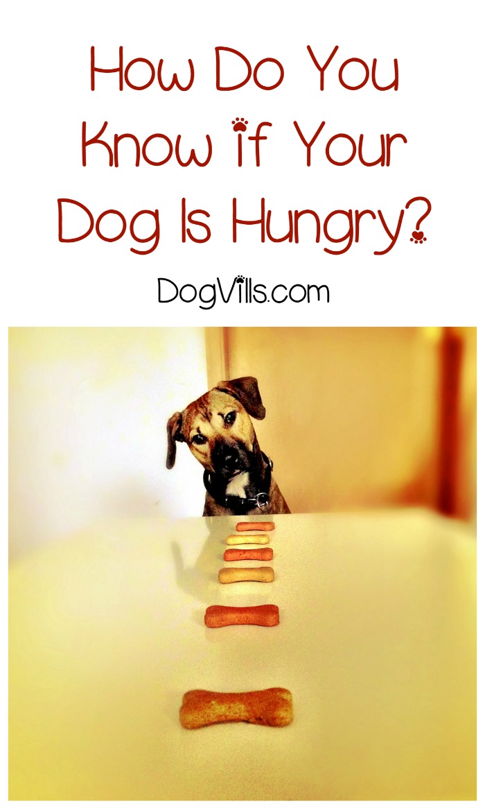 How Do You Know If Your Dog Is Hungry? - DogVills
