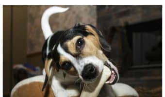 What do you do if your dog is choking? It’s such a scary situation. Check out our life-saving dog health tips on how to help!