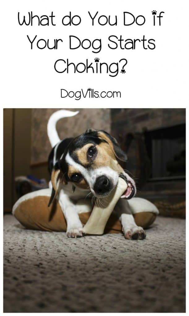 Dog Health Tips How to Help a Choking Dog DogVills