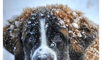 Wondering how to tell if your dog is cold? Check out these dog health tips & keep Fido from freezing this winter!