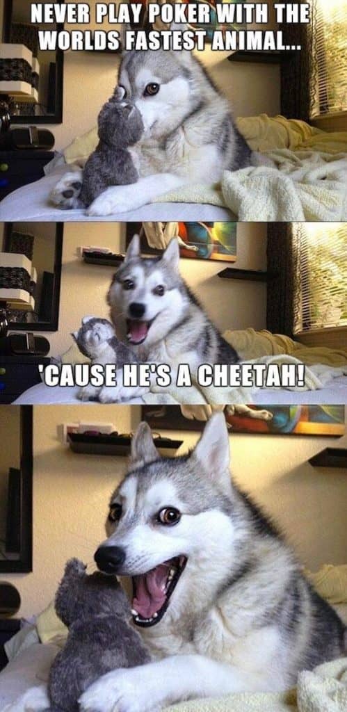 What is the breed of the pun husky? Find out the surprising answer (hint, it's not a husky at all!) along with the history behind the internet sensation!