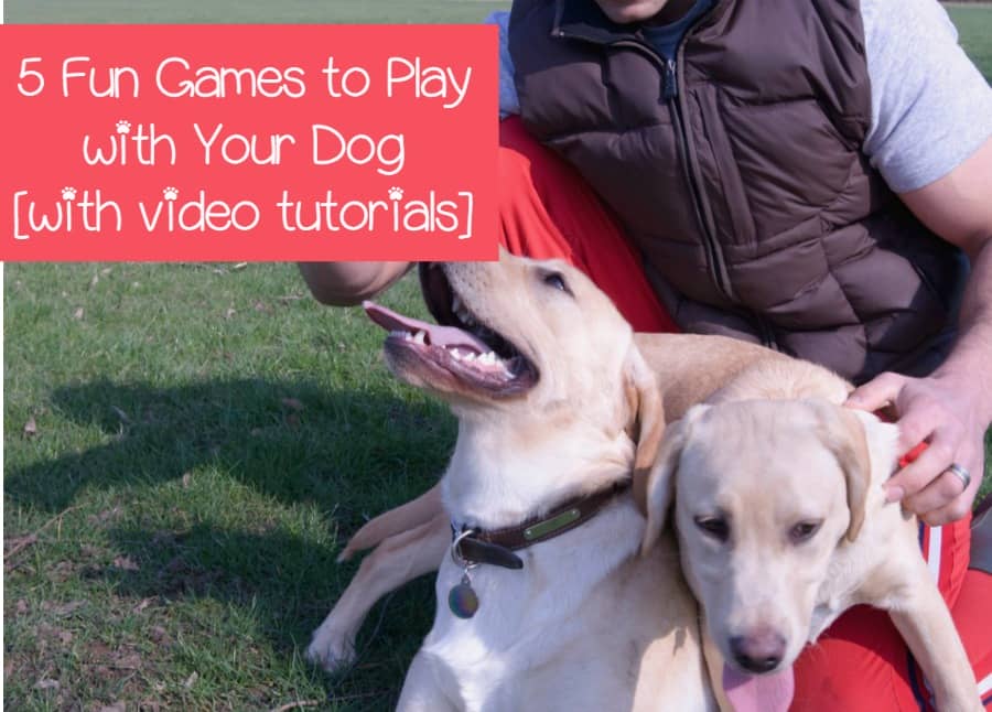 5 Fun Training Games for Dogs [with video tutorials] DogVills