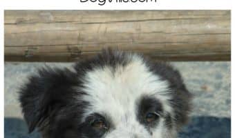 Wondering what to do if your dog won’t listen? Check out our dog training tips to fix the breakdown in communication.