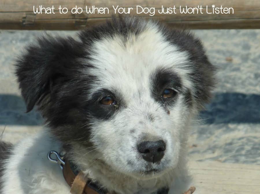 What to do if Your Dog Won't Listen to You DogVills