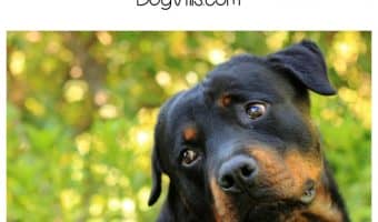 Living with a Rottweiler is no more dangerous than living with any other large dog breeds. Check out everything you need to know about life with this dog!