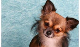 Looking for the best crates for small dogs? Check out our picks for the top 5 and tips for choosing these dog accessories with ease!