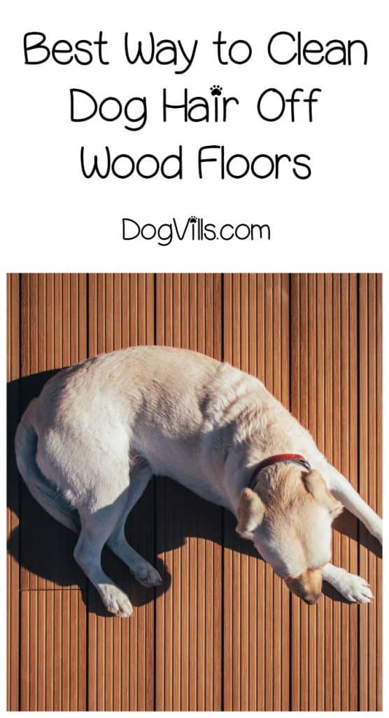 Best Ways To Clean Dog Hair Off Hardwood Floors Dogvills